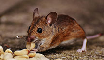 24 Hour & Emergency Exterminators in Stockton, WI